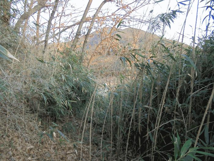 경상남도 창녕군 계성면 신당리 484 전 경매 사진 3