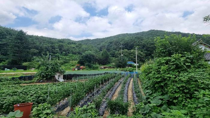 경기도 포천시 일동면 기산리 38-7 임야 경매 사진 8