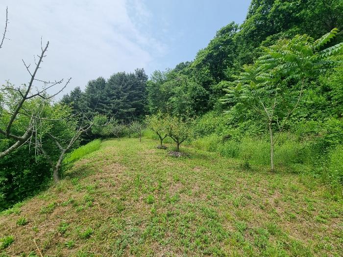 충청북도 충주시 살미면 향산리 453 전 경매 사진 12