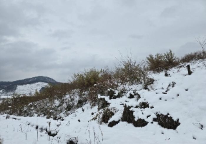 충청북도 충주시 앙성면 영죽리 산68-7 임야 경매 사진 12