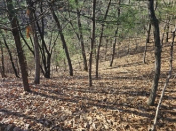 충청북도 제천시 흑석동 275-37 임야 경매 사진 8