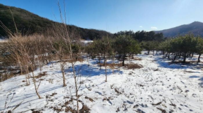 충청북도 제천시 봉양읍 연박리 1339-2 전 경매 사진 4