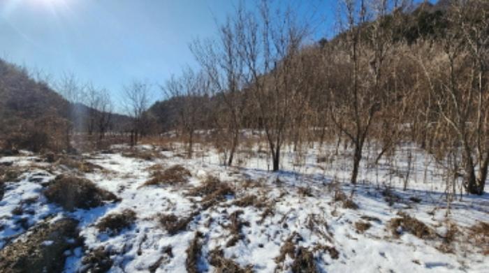 충청북도 제천시 봉양읍 연박리 1339-2 전 경매 사진 6