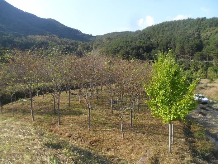 경상남도 밀양시 무안면 화봉리 788 전 경매 사진 2