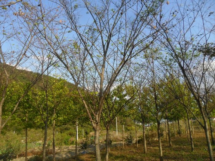 경상남도 밀양시 무안면 화봉리 788 전 경매 사진 4