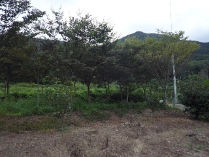 경상남도 밀양시 무안면 화봉리 788 전 경매 사진 8
