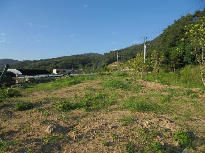 경상남도 밀양시 상동면 금산리 171-10 과수원 경매 사진 11