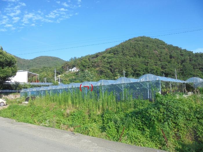 경상남도 밀양시 상동면 금산리 171-10 과수원 경매 사진 12