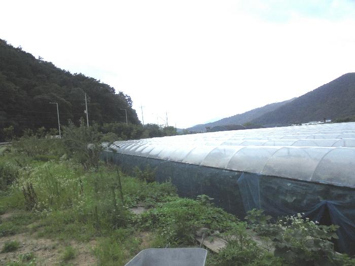 경상남도 밀양시 상동면 금산리 171-10 과수원 경매 사진 4