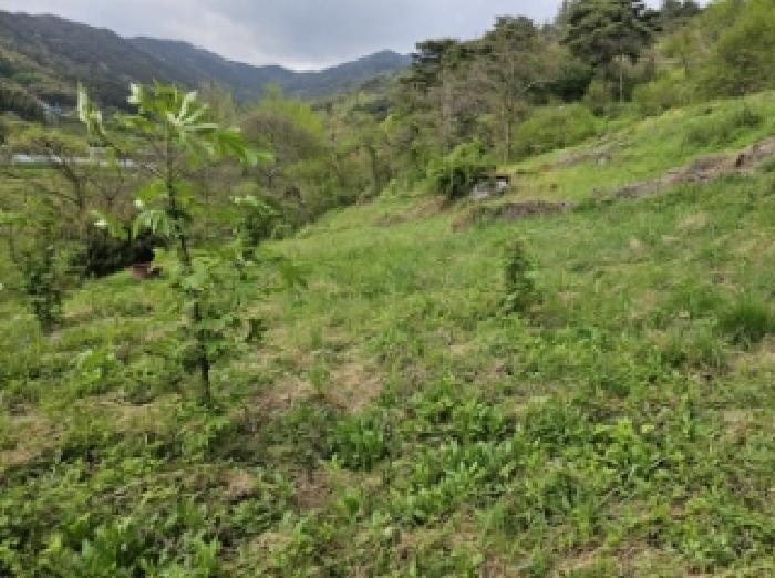전라남도 구례군 산동면 원달리 363 전 경매 사진 12