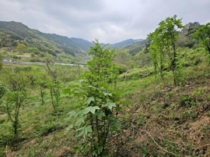 전라남도 구례군 산동면 원달리 363 전 경매 사진 13