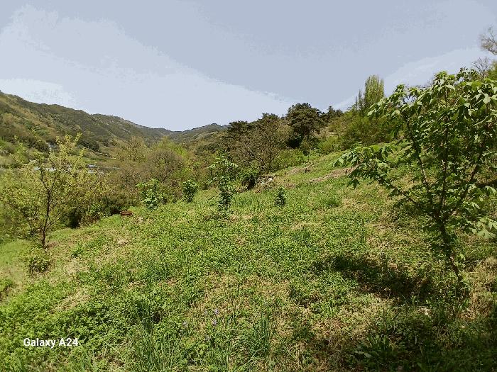 전라남도 구례군 산동면 원달리 363 전 경매 사진 4