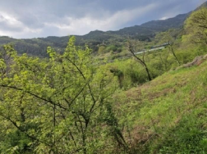 전라남도 구례군 산동면 원달리 363 전 경매 사진 8