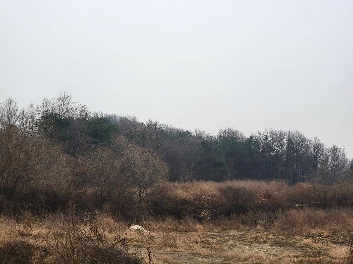 경기도 여주시 세종대왕면 왕대리 산73-4 임야 경매 사진 7