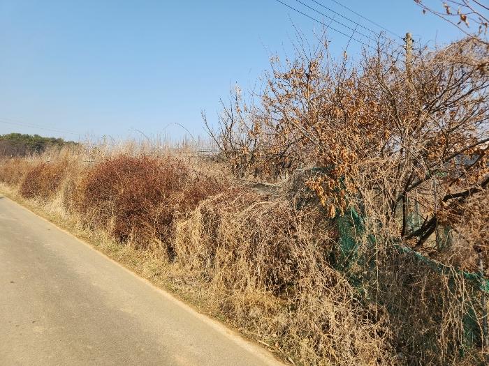 충청남도 당진시 송악읍 중흥리 513 임야 경매 사진 9