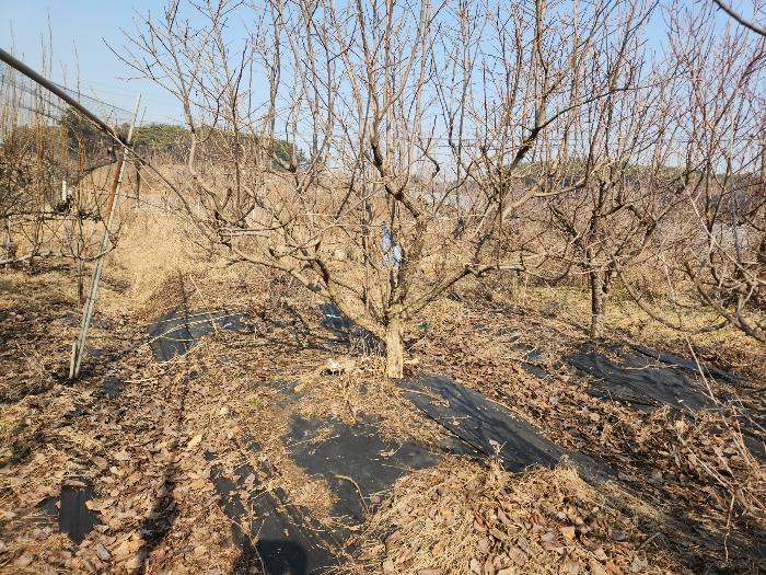 충청남도 당진시 송악읍 중흥리 492-8 답 경매 사진 3