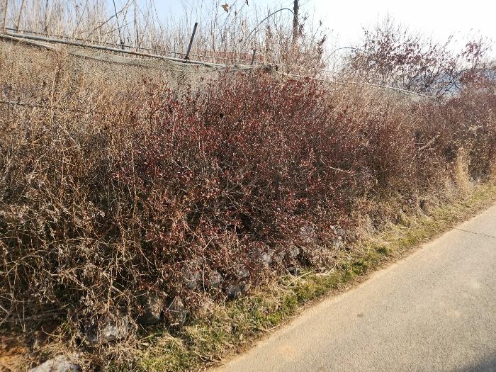 충청남도 당진시 송악읍 중흥리 492-8 답 경매 사진 5