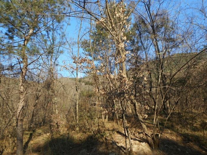경상북도 경산시 하양읍 대곡리 산16 임야 경매 사진 4
