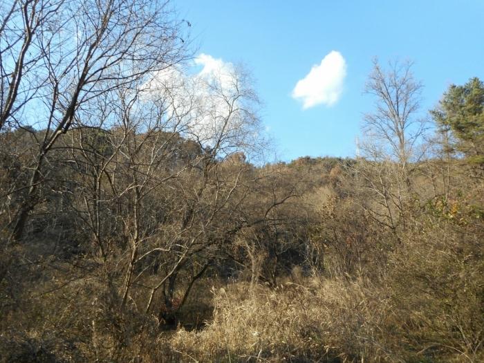 경상북도 경산시 하양읍 대곡리 산16 임야 경매 사진 6