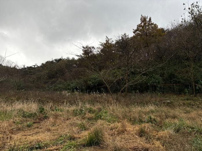 전라남도 함평군 신광면 원산리 126 유지 경매 사진 1