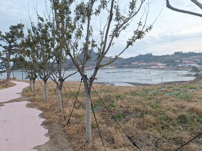 전라남도 신안군 흑산면 다물도리 125 전 경매 사진 4