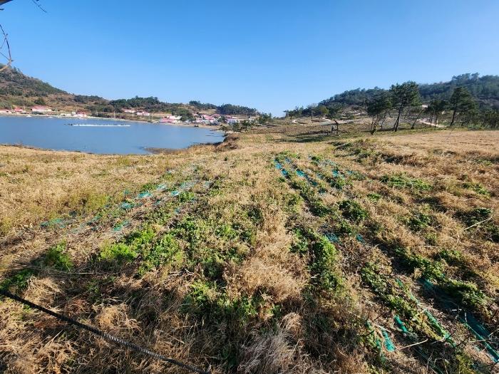 전라남도 신안군 흑산면 다물도리 125 전 경매 사진 9