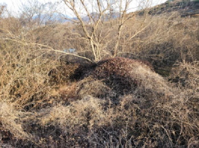 전라남도 광양시 진상면 섬거리 458-4 답 경매 사진 6
