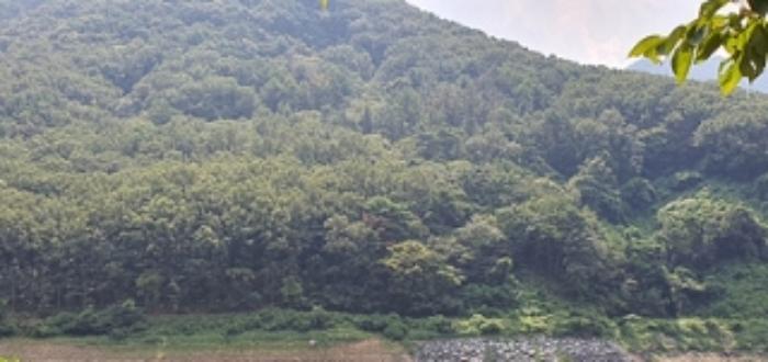 경상남도 김해시 진례면 신안리 산166-5 임야 경매 사진 4