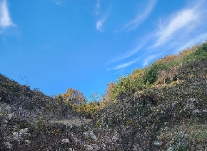 충청북도 옥천군 청성면 고당리 142-2 전 경매 사진 3