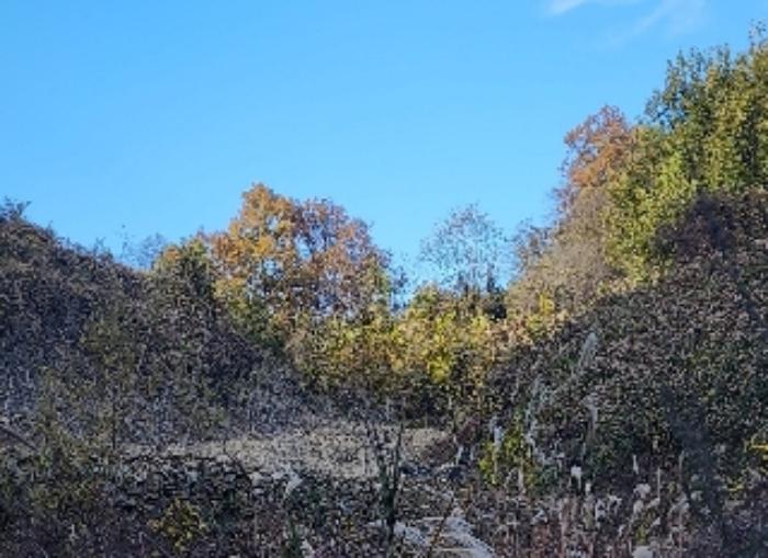 충청북도 옥천군 청성면 고당리 142-2 전 경매 사진 4