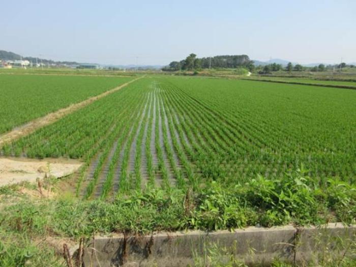 경상북도 상주시 사벌국면 엄암리 621-3 답 경매 사진 11