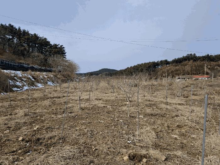 충청남도 서산시 부석면 봉락리 303-1 답 경매 사진 3