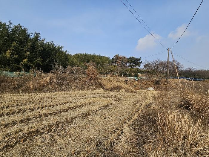 충청남도 서산시 대산읍 대산리 323 전 경매 사진 5