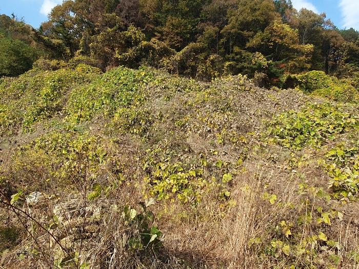 경상북도 김천시 감문면 금곡리 951 답 경매 사진 11