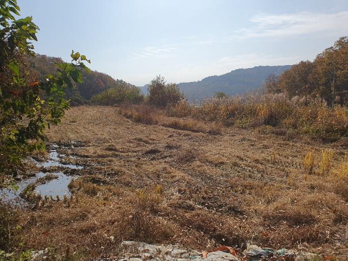 경상북도 김천시 감문면 금곡리 951 답 경매 사진 2