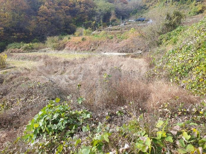 경상북도 김천시 감문면 금곡리 951 답 경매 사진 6