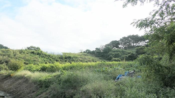 경상남도 함양군 안의면 대대리 250 전 경매 사진 4