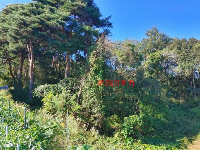 경상남도 함양군 지곡면 보산리 1145-5 과수원 경매 사진 14