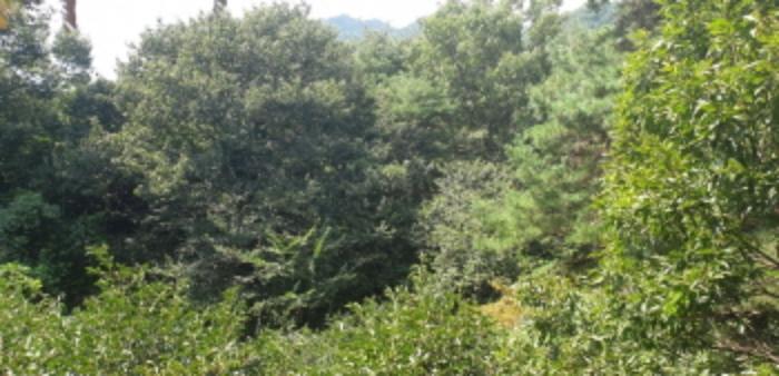 경상남도 함양군 지곡면 보산리 1145-5 과수원 경매 사진 46
