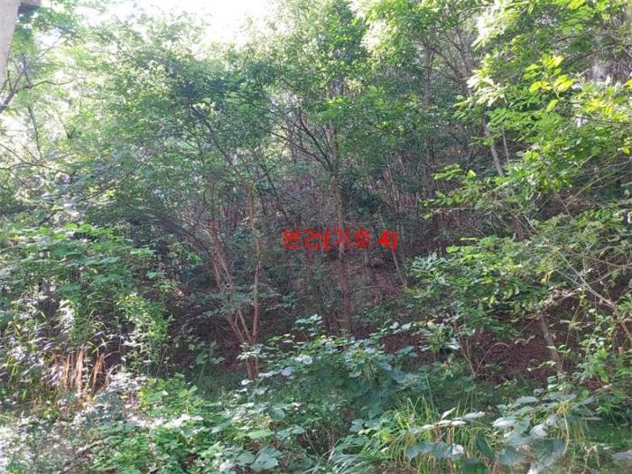 경상남도 함양군 지곡면 보산리 1145-5 과수원 경매 사진 5