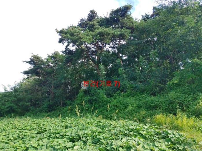 경상남도 함양군 지곡면 보산리 1145-5 과수원 경매 사진 7
