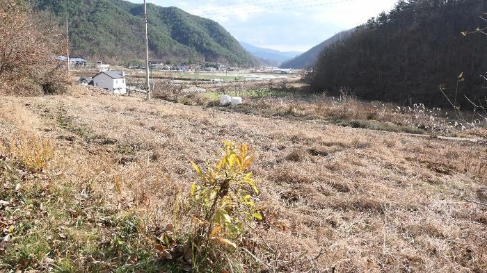 경상남도 합천군 합천읍 금양리 707 전 경매 사진 5