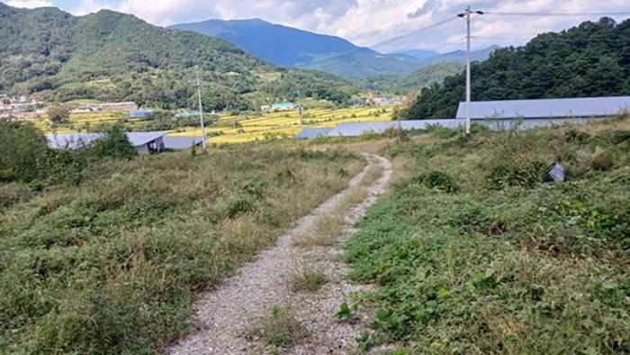 경상남도 합천군 묘산면 관기리 495-3 임야 경매 사진 6