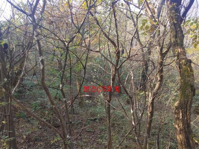 경상남도 거창군 가조면 수월리 146-5 전 경매 사진 6