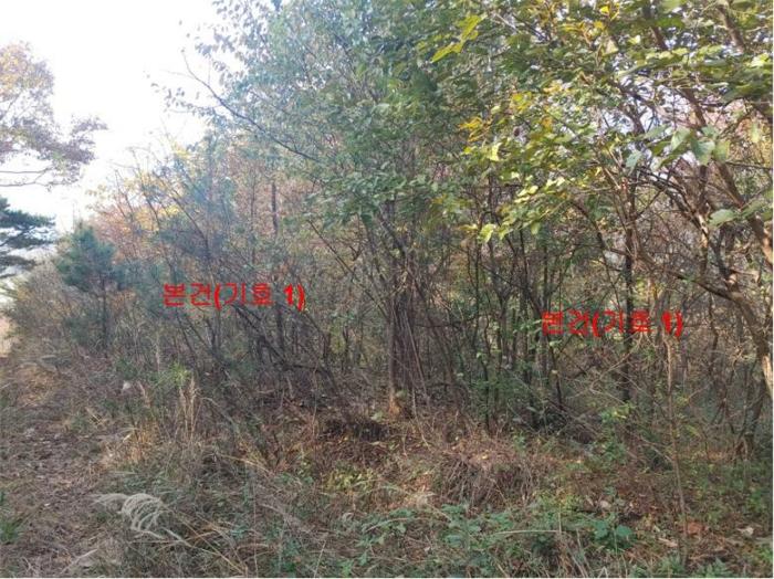 경상남도 거창군 가조면 수월리 146-5 전 경매 사진 7