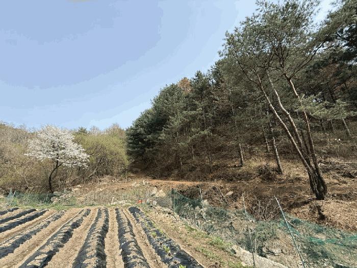 강원특별자치도 춘천시 남면 추곡리 1 임야 경매 사진 6