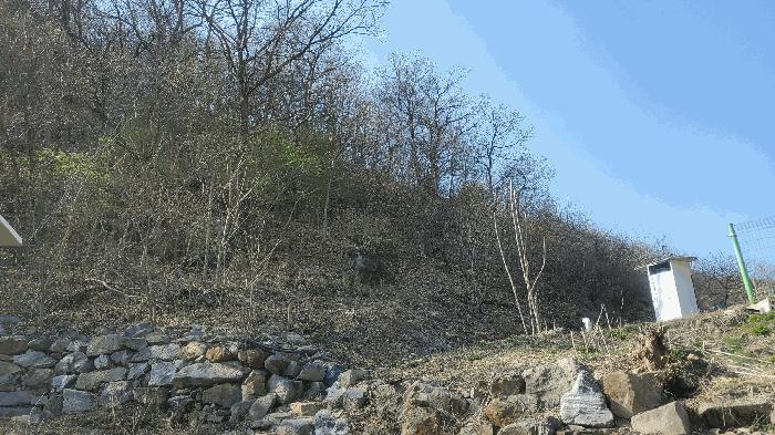 강원특별자치도 춘천시 남산면 수동리 산49 임야 경매 사진 3