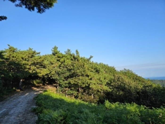 경상남도 남해군 창선면 진동리 산220 임야 경매 사진 4