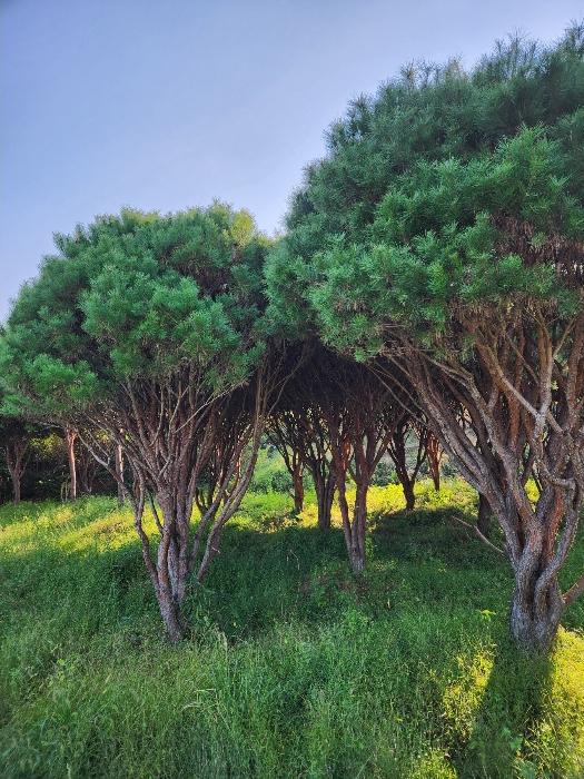 경상남도 사천시 서포면 다평리 358-2 전 경매 사진 4
