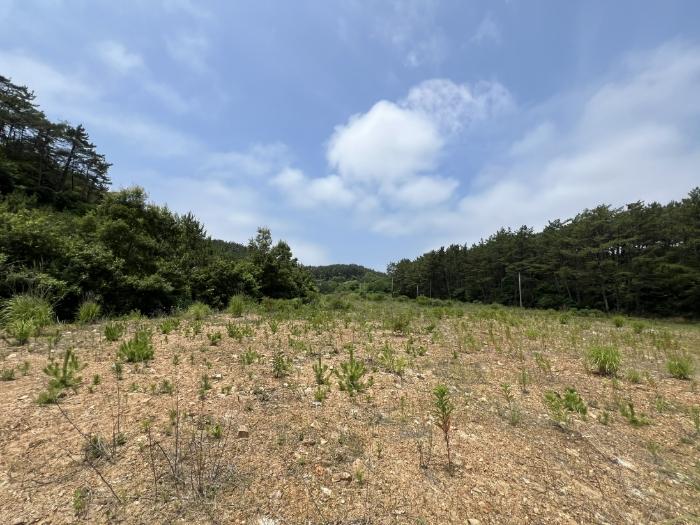 충청남도 태안군 남면 당암리 170-6 임야 경매 사진 17